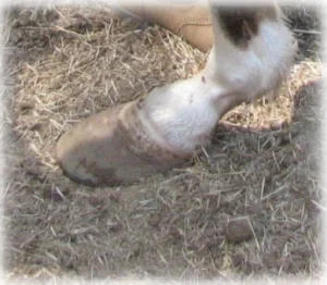 horse rescue