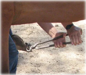 horse rescue