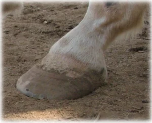 horse rescue