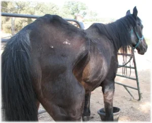 horse rescue