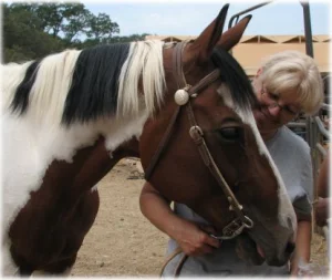 horse rescue