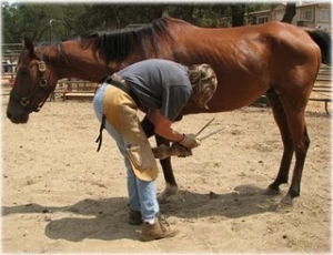 horse rescue
