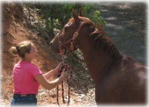 horse rescue