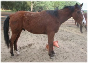 horse rescue