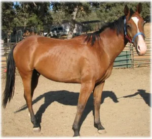 horse rescue