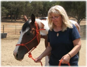 horse rescue