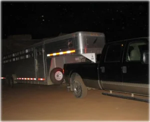 horse rescue