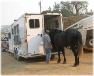 horse rescue