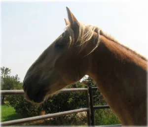horse rescue