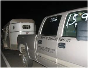 horse rescue