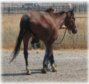 horse rescue