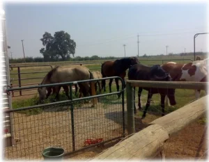 horse rescue
