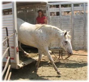 horse rescue