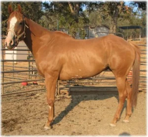 horse rescue