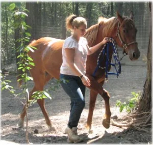horse rescue
