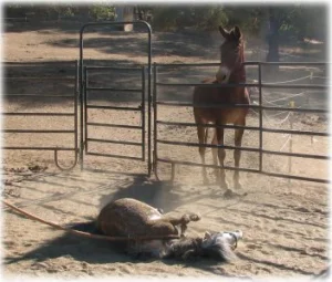 horse rescue