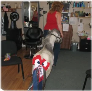 horse rescue