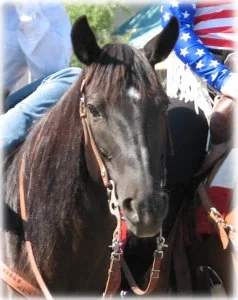 horse rescue