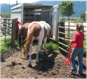 horse rescue