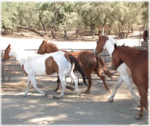 horse rescue