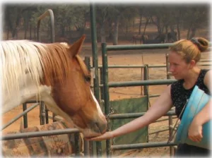 horse rescue