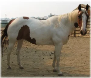 horse rescue