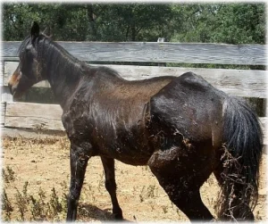 horse rescue