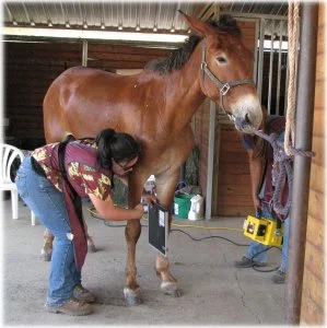 horse rescue