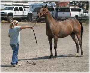 horse rescue