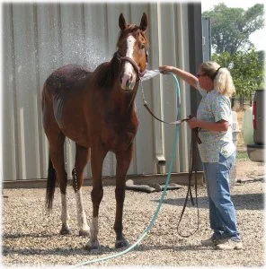 horse rescue
