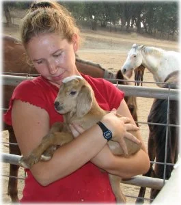 horse rescue