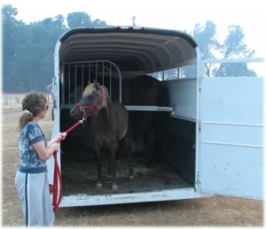 horse rescue