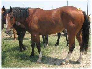 horse rescue
