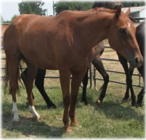 horse rescue