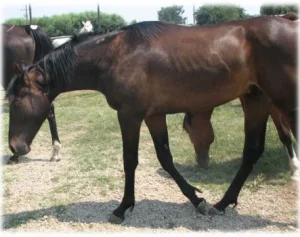 horse rescue