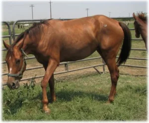 horse rescue