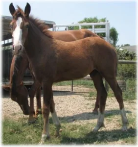 horse rescue