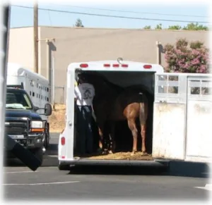 horse rescue