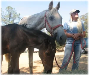 horse rescue
