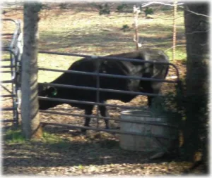 horse rescue