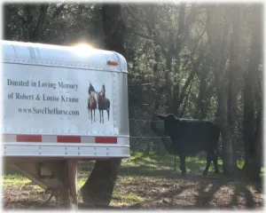 horse rescue