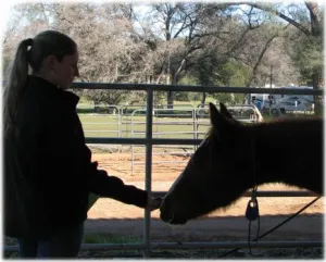 horse rescue