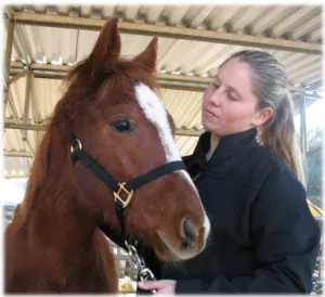 horse rescue