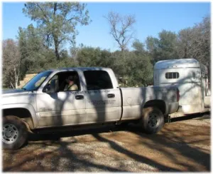 horse rescue