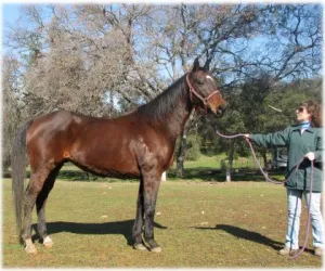 horse rescue