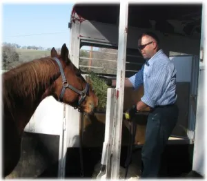 horse rescue
