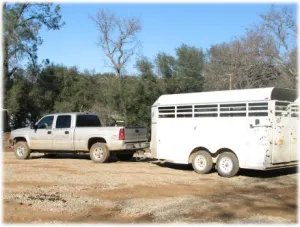 horse rescue