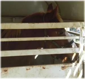 horse rescue