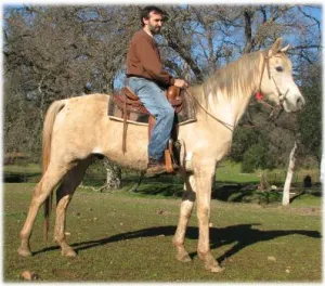 horse rescue