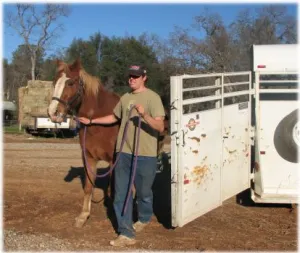 horse rescue